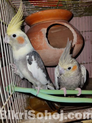 1 pair Cockatiel রানিং কোকাটেল